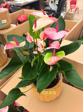 火鹤花烛盆栽寓意红红火火新颖