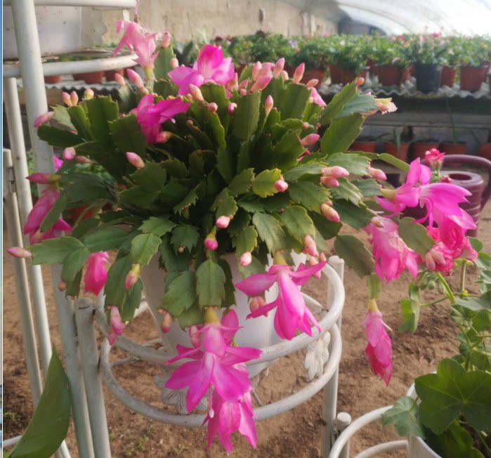 蟹爪l莲盆栽蟹爪兰苗红粉色美观漂亮花卉盆栽黄色蟹爪兰花苗窗台
