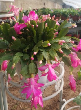 美观漂亮花卉黄色蟹爪兰阳台盆栽