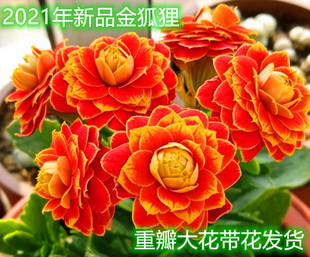 新品 长寿花盆栽悉尼粉金狐狸光芒变色龙奶油慕斯奥格尔重瓣大花