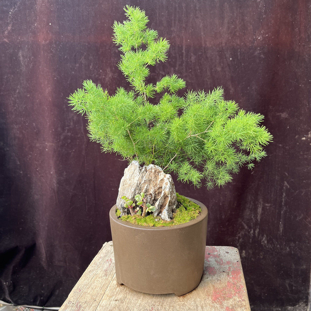 蓬莱松盆景盆栽松树四季常绿阳台茶几净化空气防辐射限北京销售易