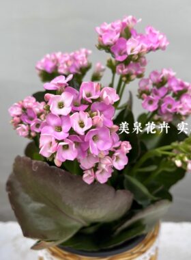 粉欧泊变色龙金黄娇单瓣长寿花懒
