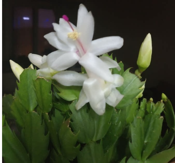 蟹爪兰白色盆栽花卉北京基地直销带花苞植物多肉盆栽观花花卉
