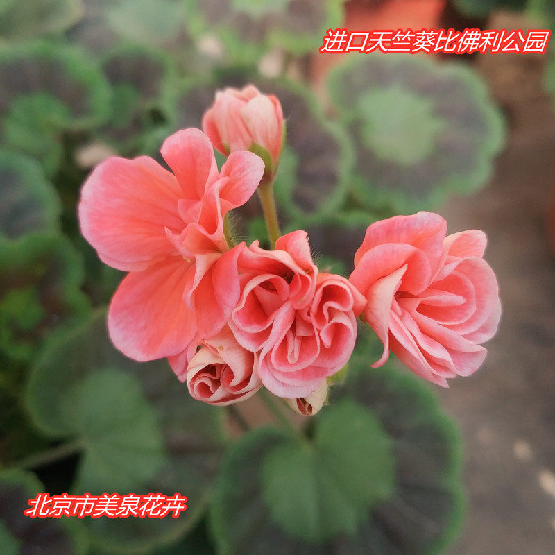 进口直立天竺葵比佛利公园花苗硅红色整盆发货带花苞四季花卉阳台