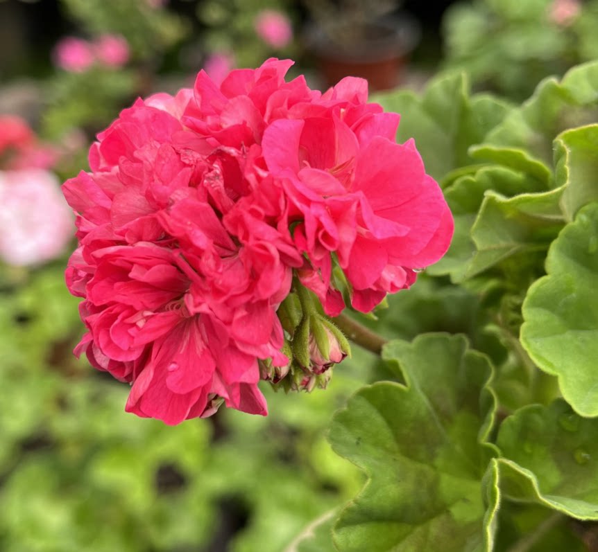 直立花粉漫步天竺葵进口格瑞塔蓝粉色整盆原土发货成品花粉漫步