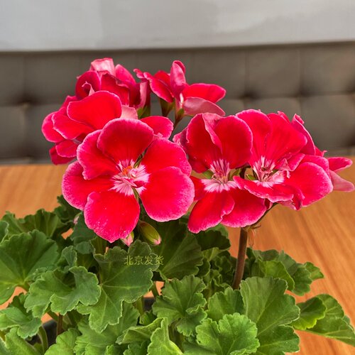 英雄带花苞北京阳台天竺葵直立