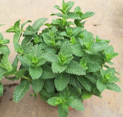 清香薄荷盆栽巧克力薄荷苗可以食用的薄荷清凉香料阳台庭院净化气