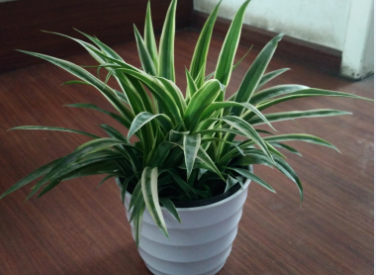 吊兰净化空气效果不错吸收二手烟等有害气体室内绿植盆栽花吊兰