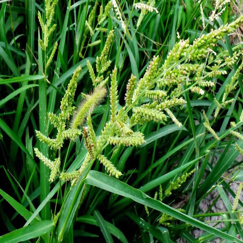 野生水稗草种子草质柔软叶量丰富稗籽鸟粮耐阴耐湿一年生草本植物