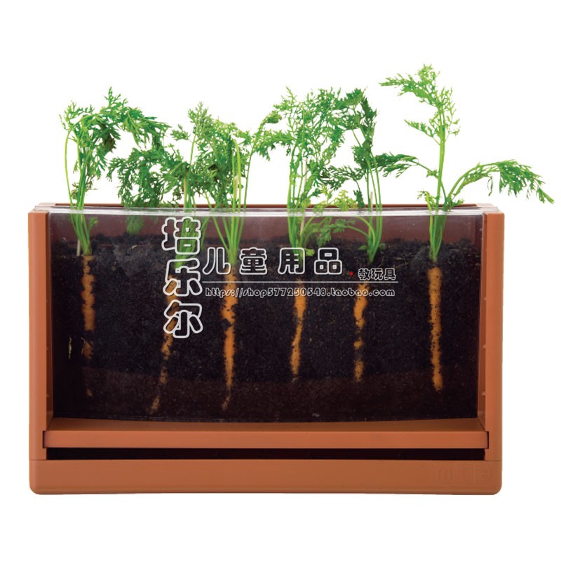 幼儿植物教具科学实验