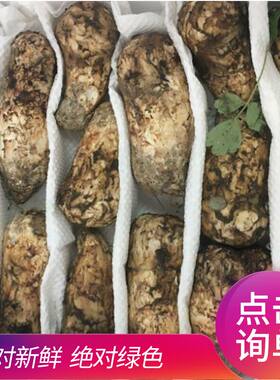 新鲜现货阿坝各种规格非云南松茸