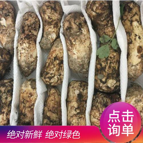 新鲜现货阿坝各种规格非云南松茸