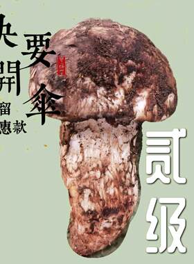 阿坝州小金新鲜松茸非云南松茸