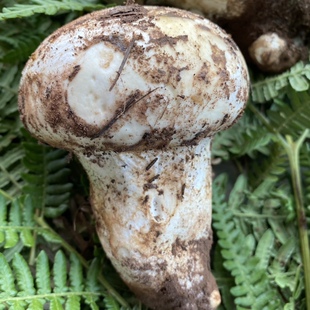 野生杂菌老人头青头菌鸡油菌鸡纵菌高原野生石渠白菌