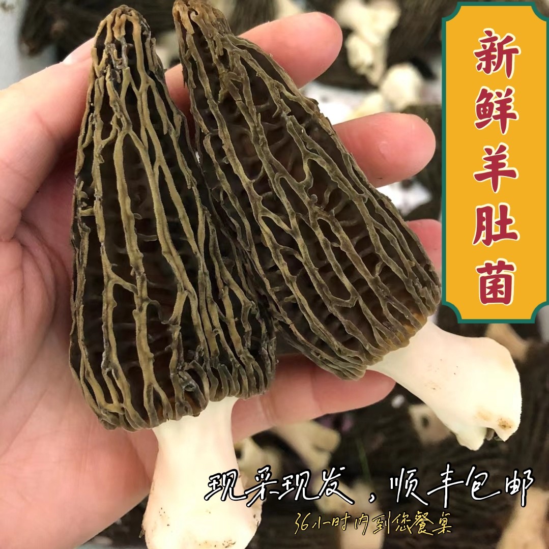 羊肚蘑新鲜野生杂菌鲜菌