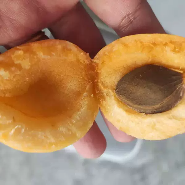 新鲜甜美多汁荷兰香杏6
