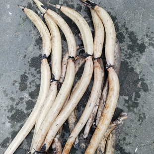 洞庭湖细长湖藕粉莲藕煲汤野藕藕香浓郁拔丝3-5斤装