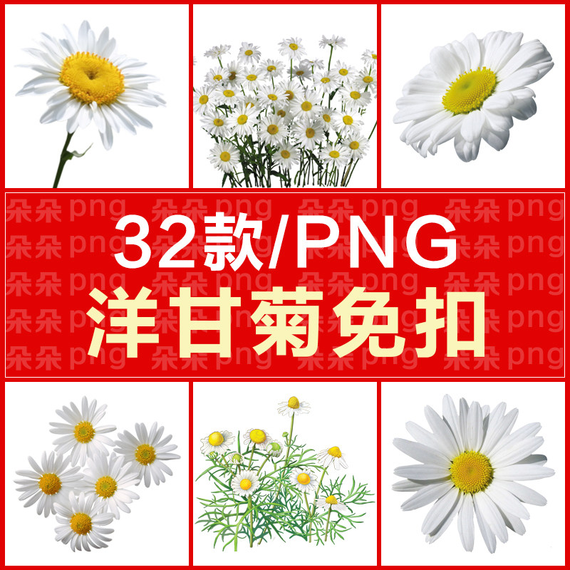 洋甘菊免扣图png高清ps素材透明背景甘菊设计黄春菊电商插画32款
