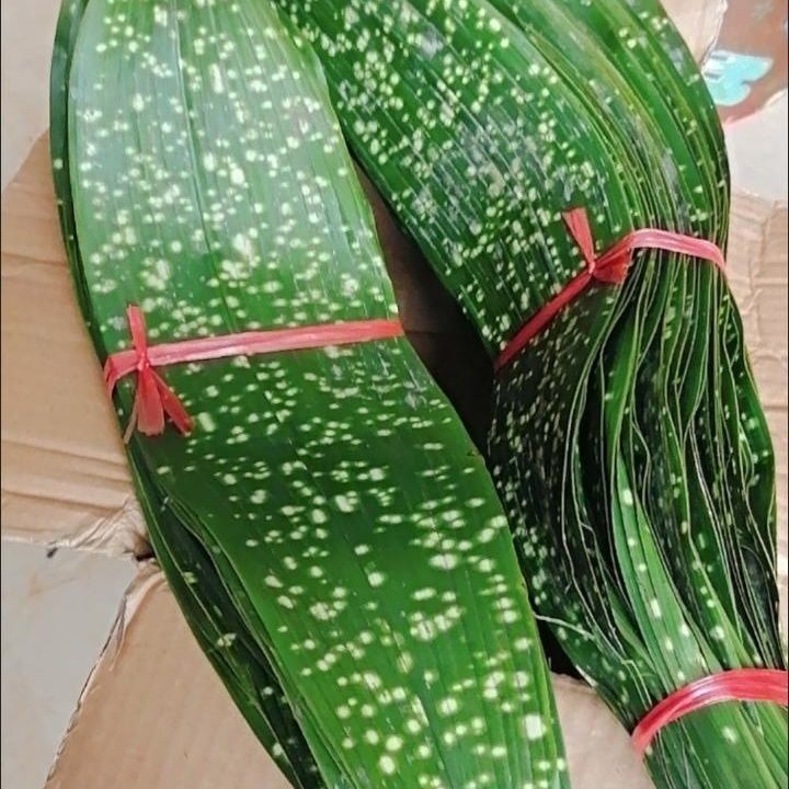 四川云南粽子叶纯天然新鲜现割米花端午包粽子送线圆通包邮