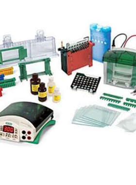 1658033  Bio-rad 伯乐电泳 小型垂直电泳详谈报价