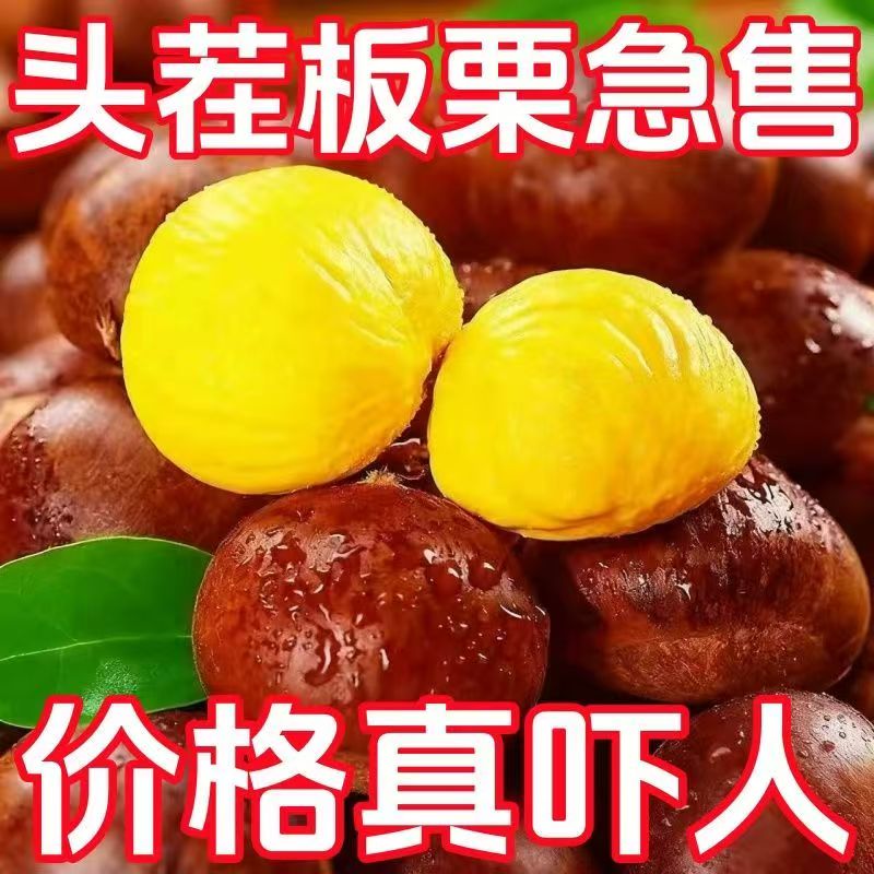 新鲜生辽宁丹东菜板栗栗子现摘板栗栗仁蔬罗田鲜板栗大板栗产地