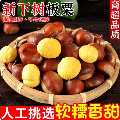 板栗生新鲜鲜菜板栗辽宁丹东应季生板栗板粟栗子5斤现摘栗子板栗