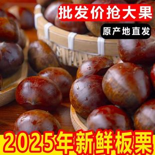 板栗生新鲜栗子鲜菜板栗生栗子辽宁丹东板栗批发野生生鲜板栗栗子