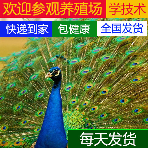 蓝孔雀苗 孔雀活体 白孔雀 宠物鸟活体大型观赏鸟 全国包活发货