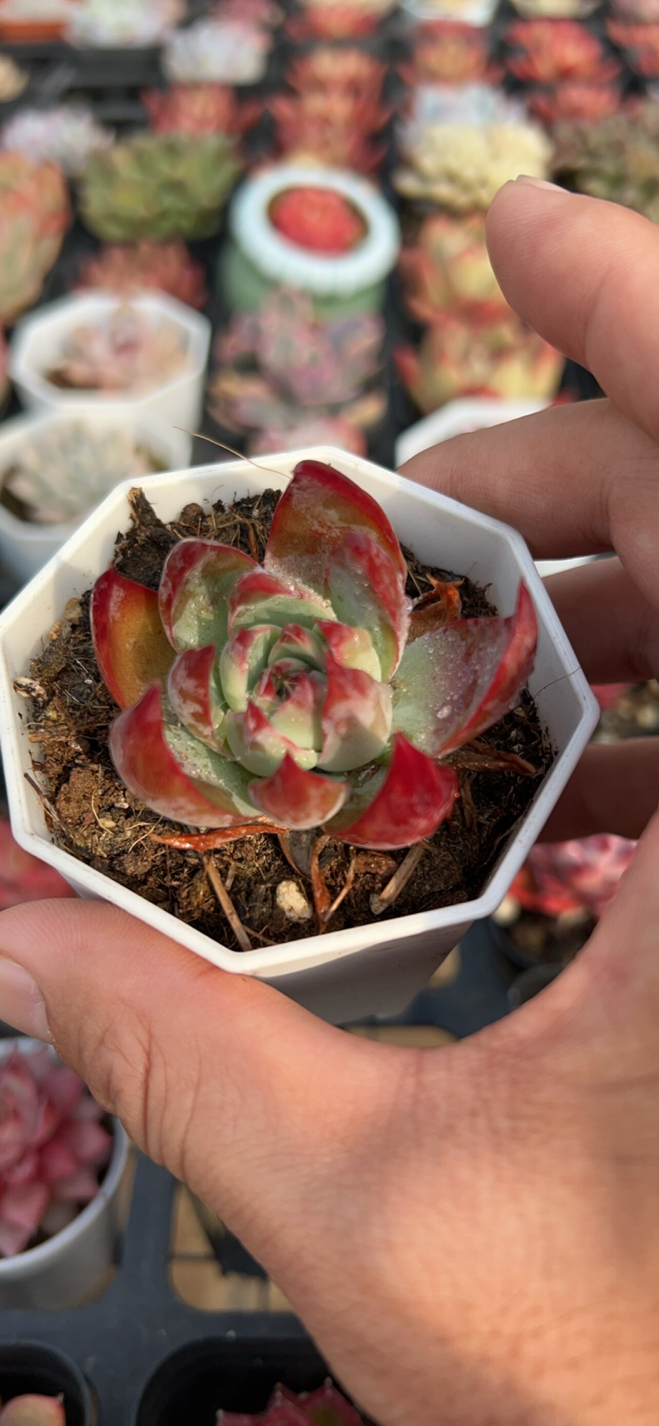 惊鸿仙子【满18包邮】多肉植物