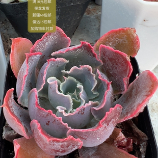 晚霞之舞【加购物车付款满10元包邮】