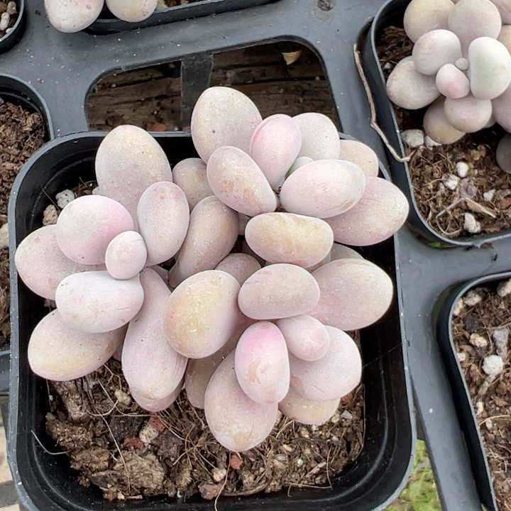 桃蛋群【加购物车付款满10元包多肉植物