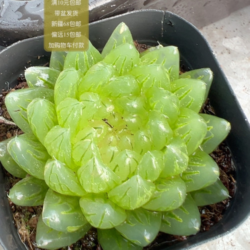 婵翼玉露【加购物车付款满10元包邮】