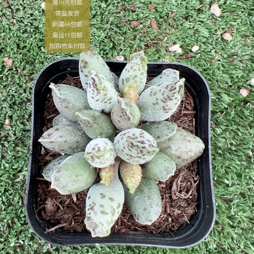 海豹【加购物车付款满10元包邮】