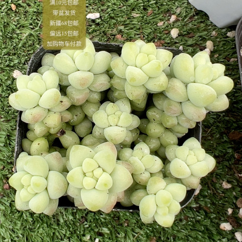 彩虹玉坠【加购物车付款满10元包邮】