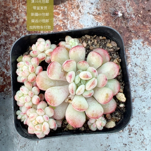 包邮 满10元 加购物车付款 萌豆群