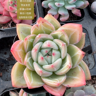 包邮 满10元 加购物车付款 香梹