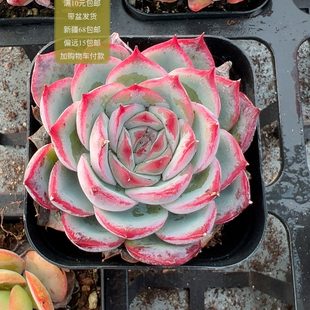 包邮 满10元 加购物车付款 侧影