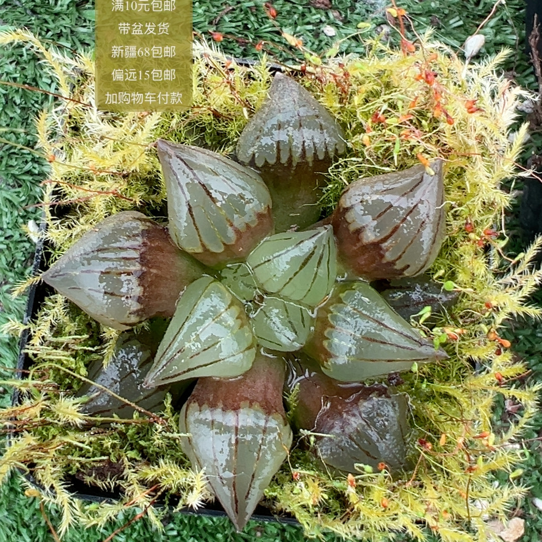 西瓜寿玉露【加购物车付款满10多肉植物
