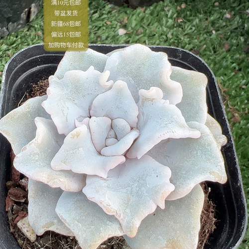 白饺子皮【加购物车付款满10元包邮】