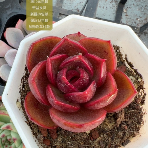 红灯【加购物车付款满10元包邮】