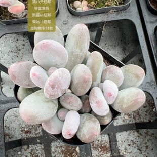 包邮 满10元 加购物车付款 桃美人群