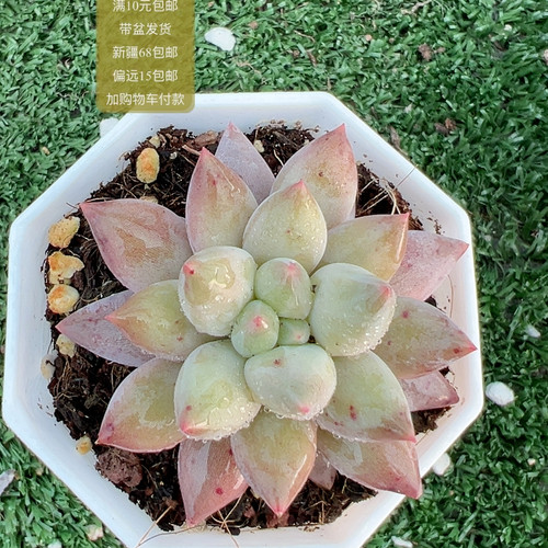 红蜻蜓【加购物车付款满10元包邮】