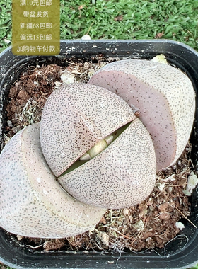 元宝帝玉【加购物车付款满10元包邮】