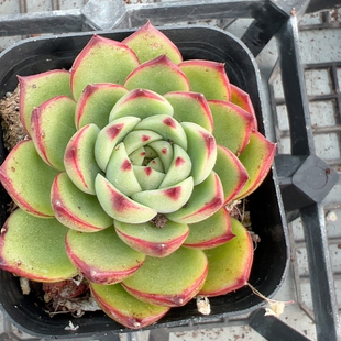 包邮 满10元 加购物车付款 月亮石