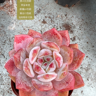 包邮 满10元 加购物车付款 精控粉橙