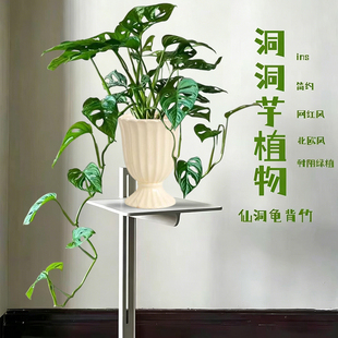 精品仙洞龟背竹网红北欧绿植多孔洞洞米歇尔垂藤爬室内花卉植物盆