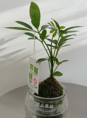 带玻璃盆水培鸭脚木