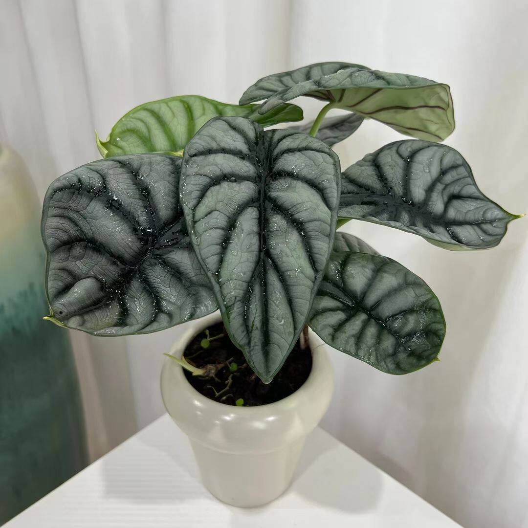龙鳞竹芋绿植盆栽花卉客厅室内土培好养办公室甲醛净化观叶植物