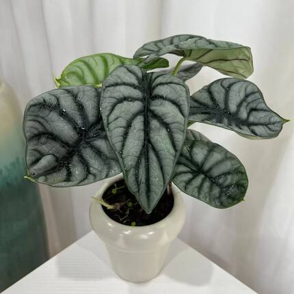 龙鳞竹芋绿植盆栽花卉客厅室内土培好养办公室甲醛净化观叶植物