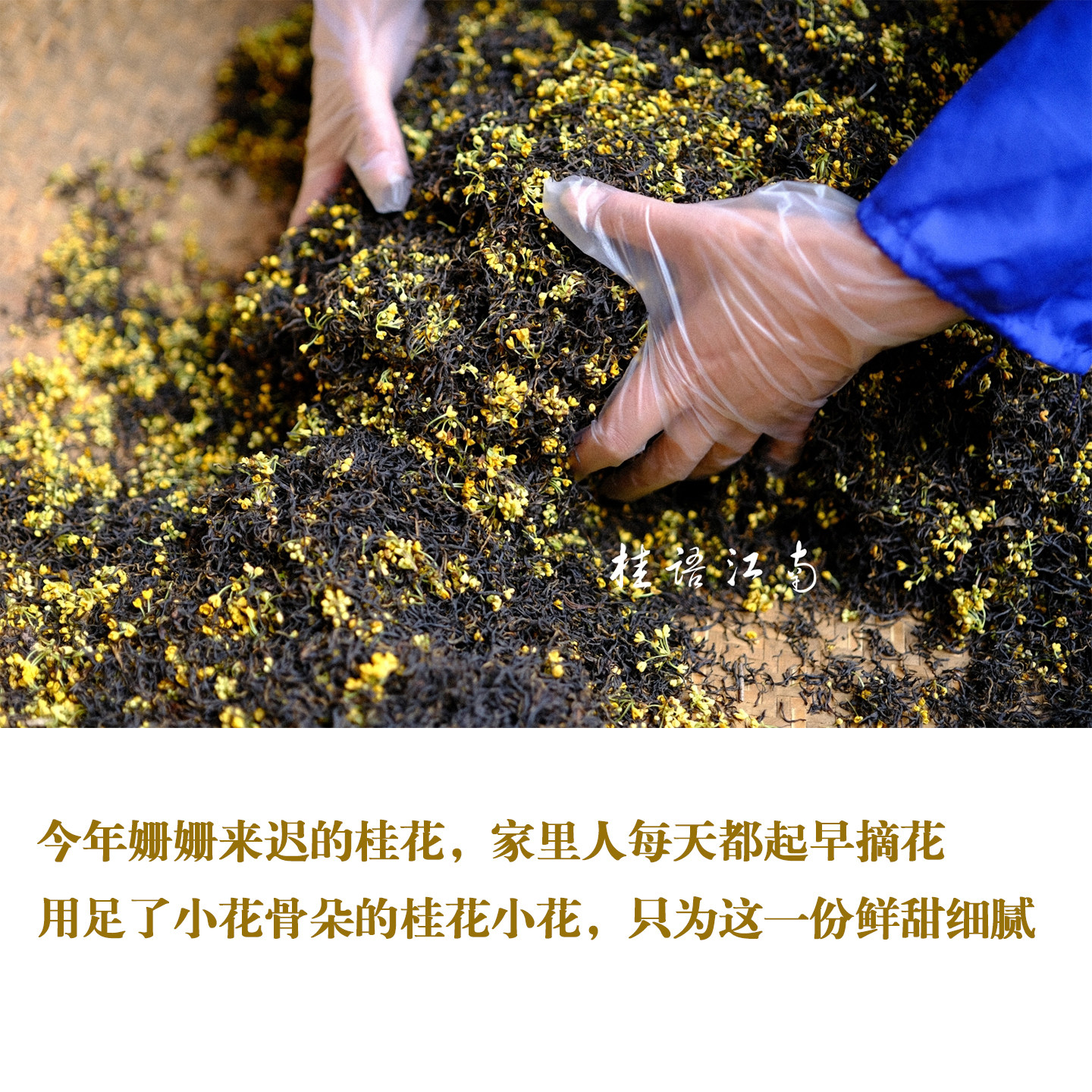 26年金桂 鲜甜细腻高端红茶 明前精品桂花九曲 精选特级九曲茶底
